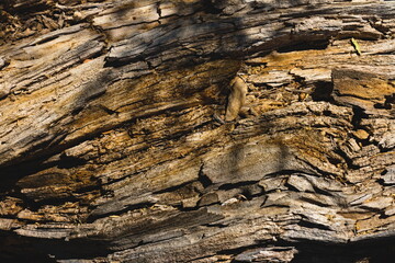 Pattern of random  lines, shapes, texture and design of this old rotten tree.  With bark long ago gone, this background or object reflects style, depth, hiatory, confusion, neglect, shadow, existence.