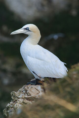 Gannet on the rocks