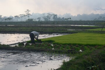 Obraz premium rice fields in indonesia in the foggy morning