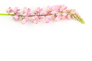 Fototapeta na wymiar Isolated pink lupine flower on white background