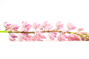 Obraz na płótnie Canvas Isolated pink lupine flower on white background