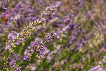 Blooming lavender on the field. Horizontal frame