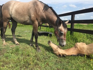 horse and foal