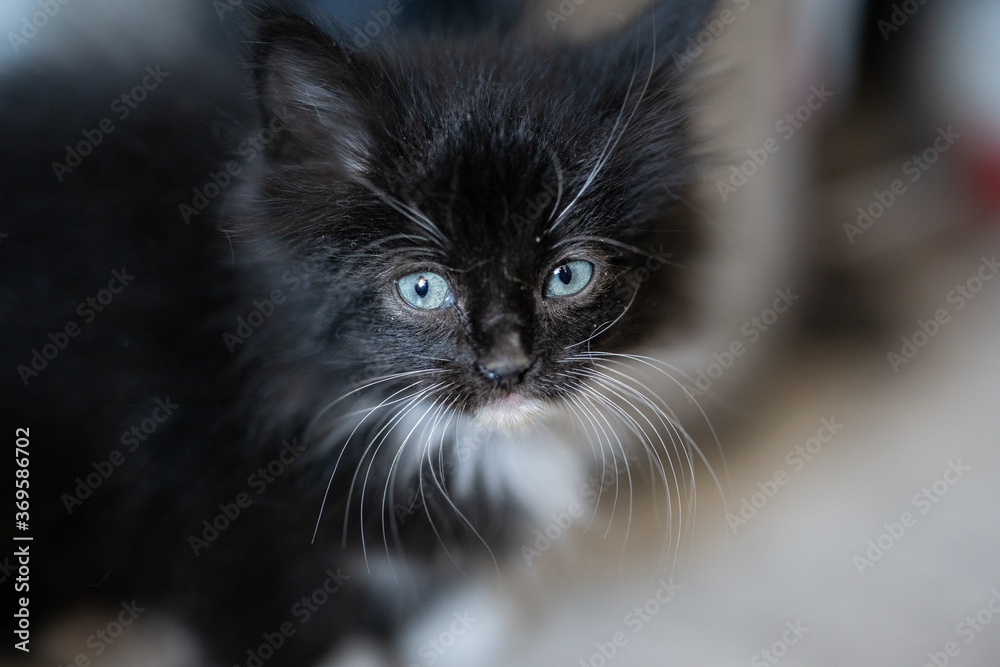 Poster Closeup shot of a black kitten on the ground