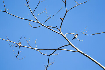 branches of a tree in winter