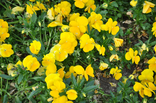 Closeup shot of yellow Potentilla reptans flowers in a field