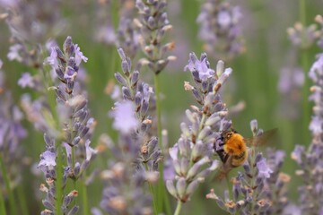 Bombus diversus diversus, A kind of Japanese bumblebee, consumes nectar from lavender flower, and pollinates Lavandula angustifolia.