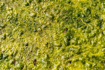 moss on the water