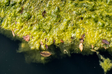 moss on the water
