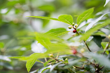 wild berries