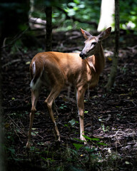 deer in the woods