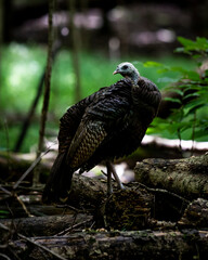 bird of prey