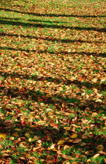 Obraz premium 落ち葉 枯れ葉 素材