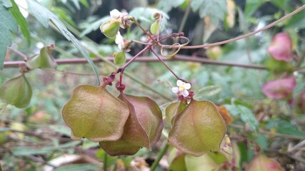 rose hips in the garden