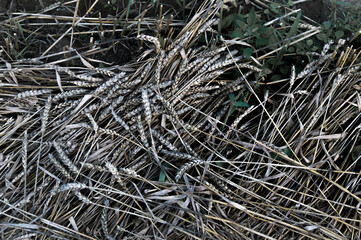 loss of wheat harvest: many ears of ripe grain lie on the ground, rot and mold