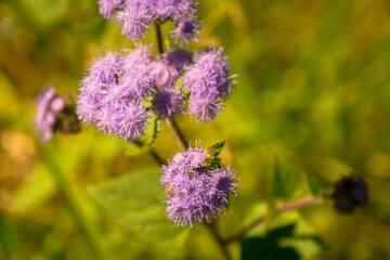 The Purple Ageratum Flower in the Australian Bushland