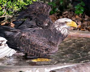 Bald Eagle Photos. Pictures. Image. Portrait. Taking a bath. Junvenile bird. Splashing water.