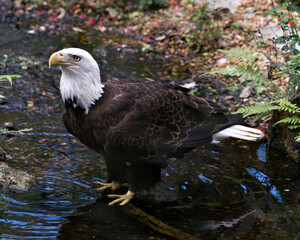 Bald Eagle Stock Photos.  Image. Portrait. Picture. Bald Eagle close-up profile view standing in the river with red flowers and foliage background, looking side ways in its environment and habitat.