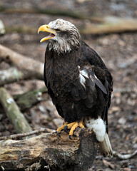Bald Eagle bird stock photo. Image. Portrait. Picture. Bald Eagle young bird close-up profile view perched on a log with open beak, displaying feathers, tongue, white head, eye, talons, plumage.