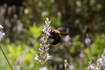 A carpenter bee pollinates purple lavender flowers.
