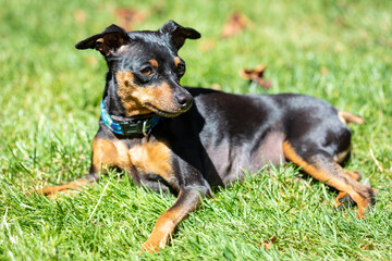 portrait of a black Miniature Pinscher dog laying in the sun, In the grass