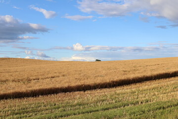 Fototapeta na wymiar Rapeseed fields. Harvesting