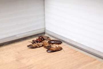 Cockroaches on wooden floor in corner, closeup. Pest control