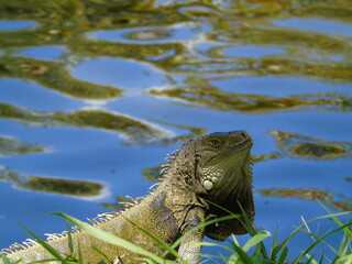iguana in the zoo