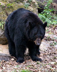 Bear animal photo.  Bear animal close-up profile view with rock and foliage background