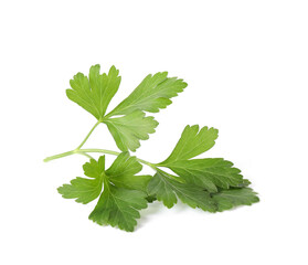 Aromatic fresh green parsley isolated on white