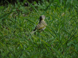Obraz premium sparrow on a grass