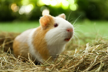 Cute funny guinea pig and hay outdoors, closeup © New Africa