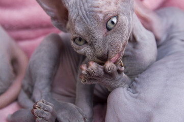 gray kitten of canadian velor sphinx licks paw. cat lies on a pink bedspread.