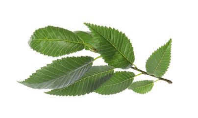 Branch of elm tree with young fresh green leaves isolated on white. Spring season
