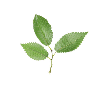 Branch of elm tree with young fresh green leaves isolated on white. Spring season