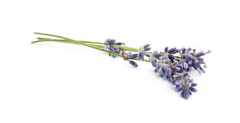 Fototapeta premium Beautiful blooming lavender flowers on white background