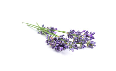 Obraz premium Beautiful blooming lavender flowers on white background