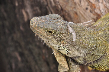 close up of iguana