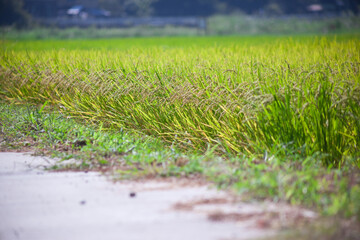 Obraz premium 田舎の風景 稲穂 