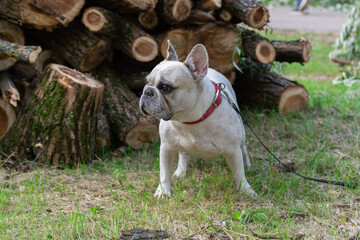 Fototapeta premium French Bulldog in the countryside against the background of cut trees