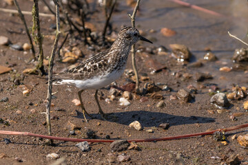 Least Sandpiper shorebird walking along the shore.