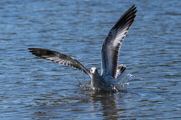 Sea Gull or Ring-billed Gull landing on the water.