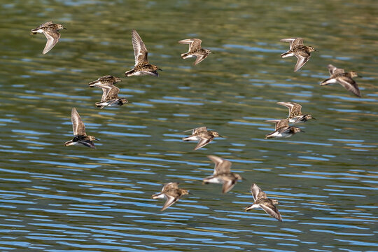 Least Sandpipers shorebirds flying over water, flock of birds in-flight.