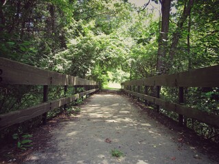 wooden bridge in the forest