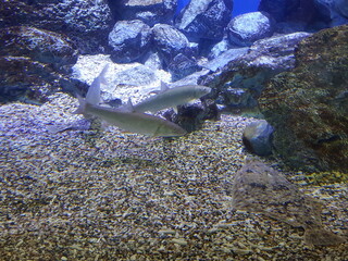 coral reef with fishes