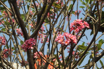Red frangipani flowers in summer in Indonesia.