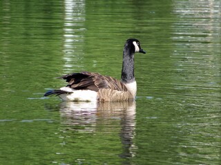Canadian goose swimming in water