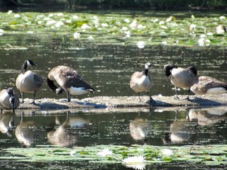 Canada geese on the lake 
