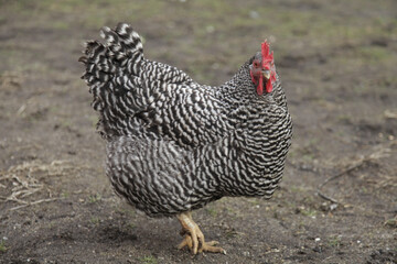 Closeup shot of a large plymouth rock chicken at a farm
