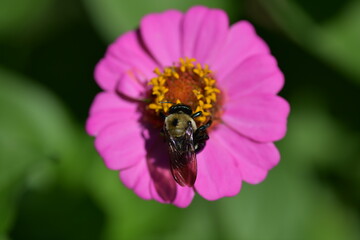 Bee on Pink Flower